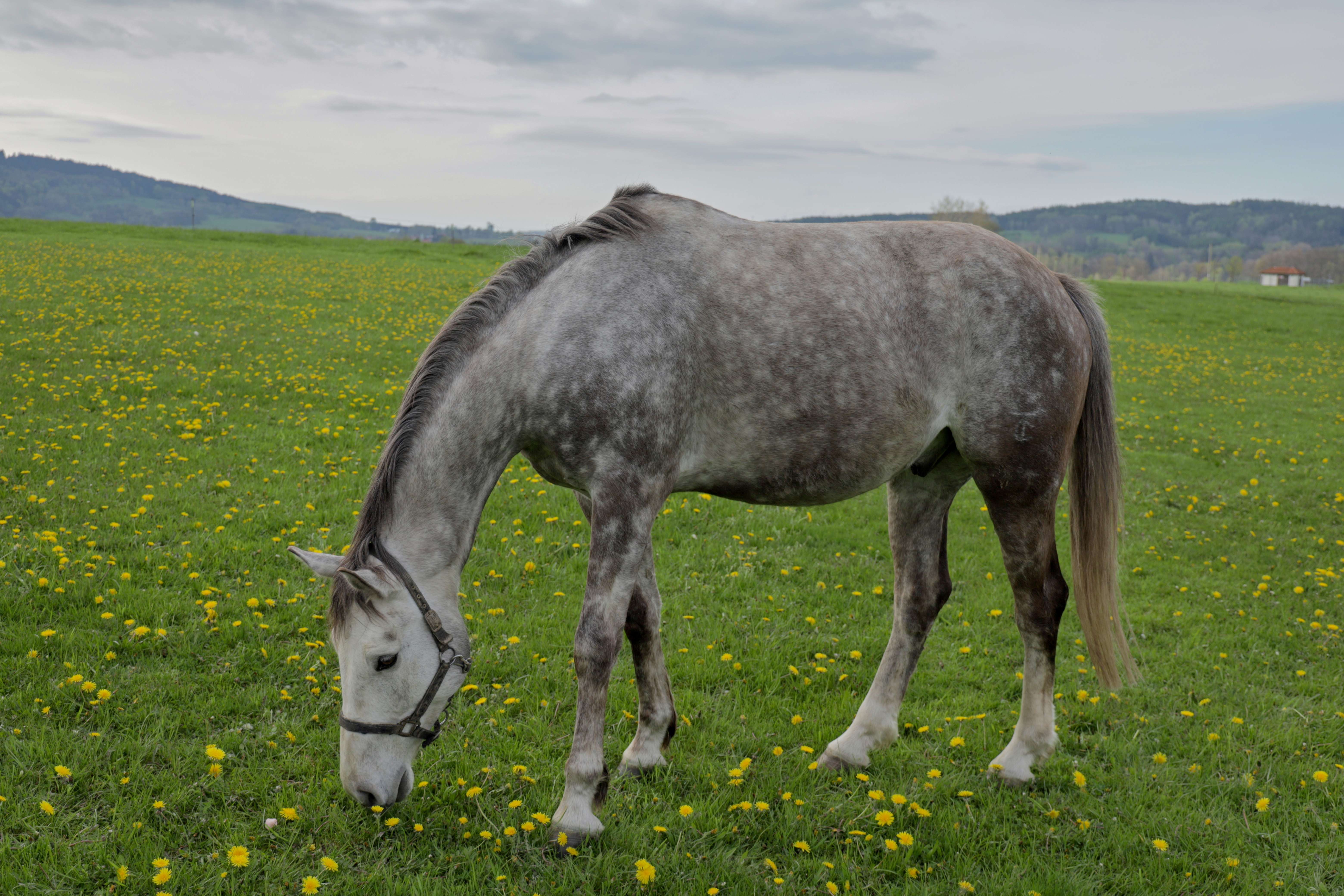 Fotografie grošáka Dambara, má světlejší nohy a tmavší hřívu