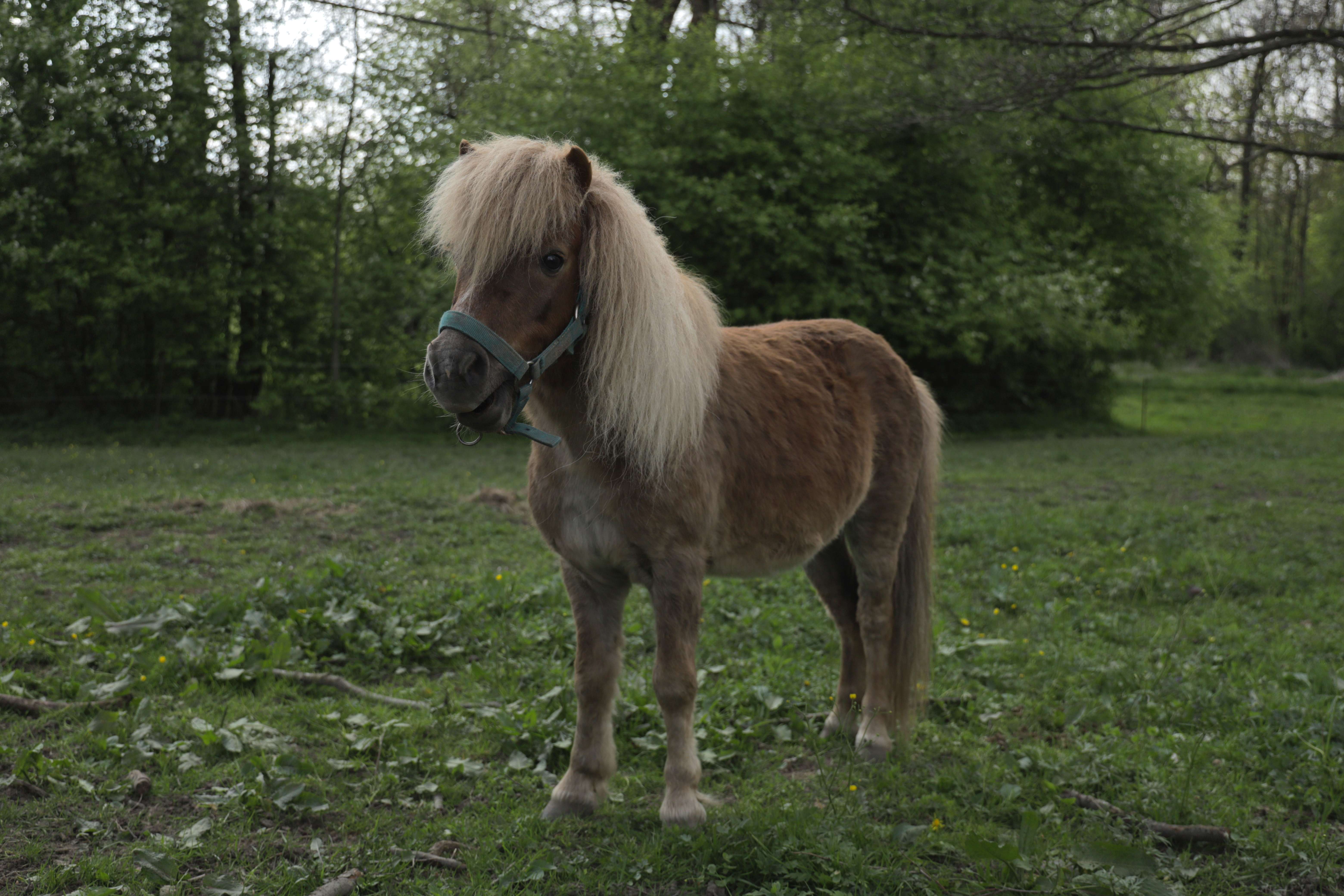 Fotografie ryzáka Rambika, je světlý ryzák a má lisinku