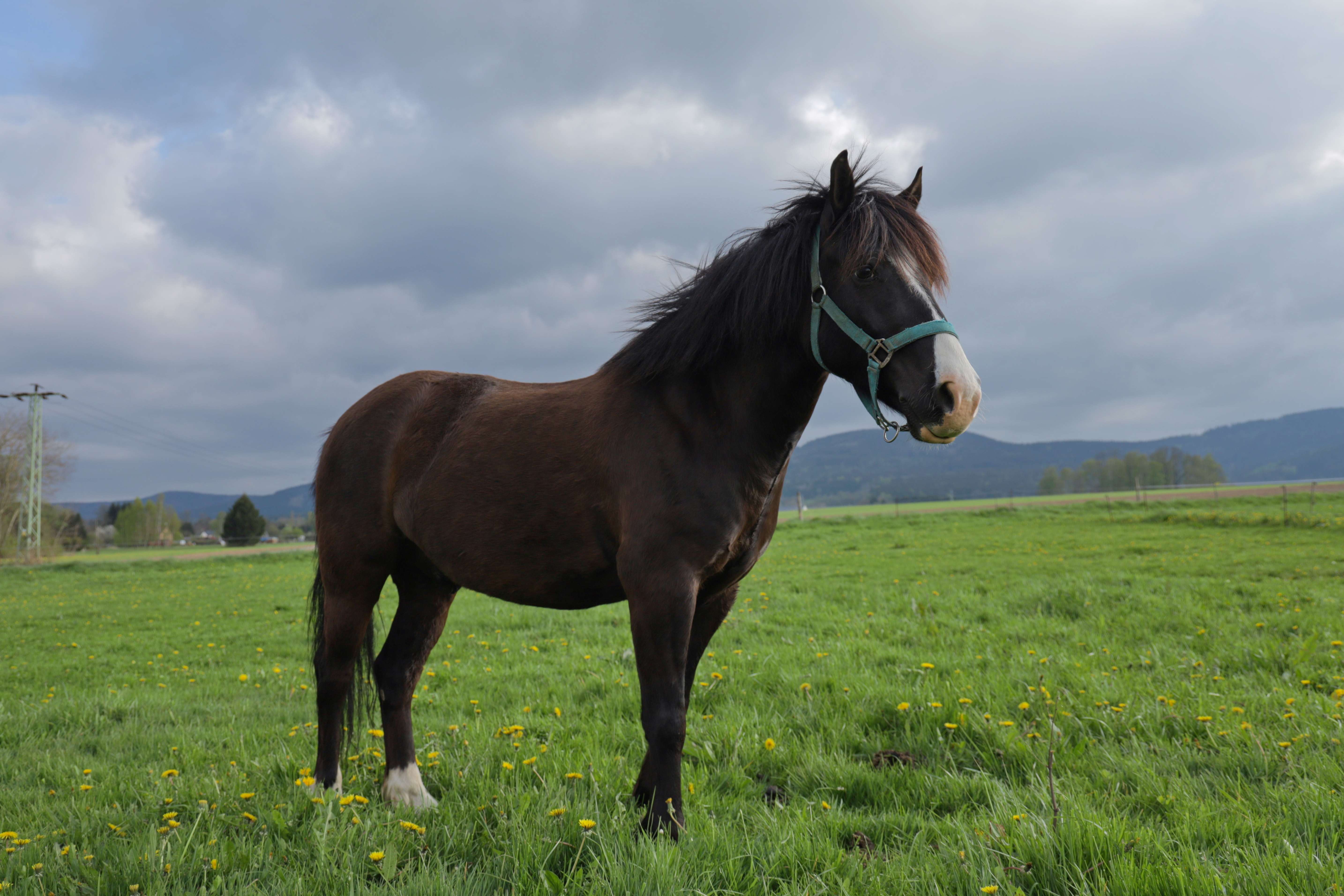 Fotografie poníka Lídra, je to vraník, který má bílé ponožky na zadních nohou a lisinku na hlavě