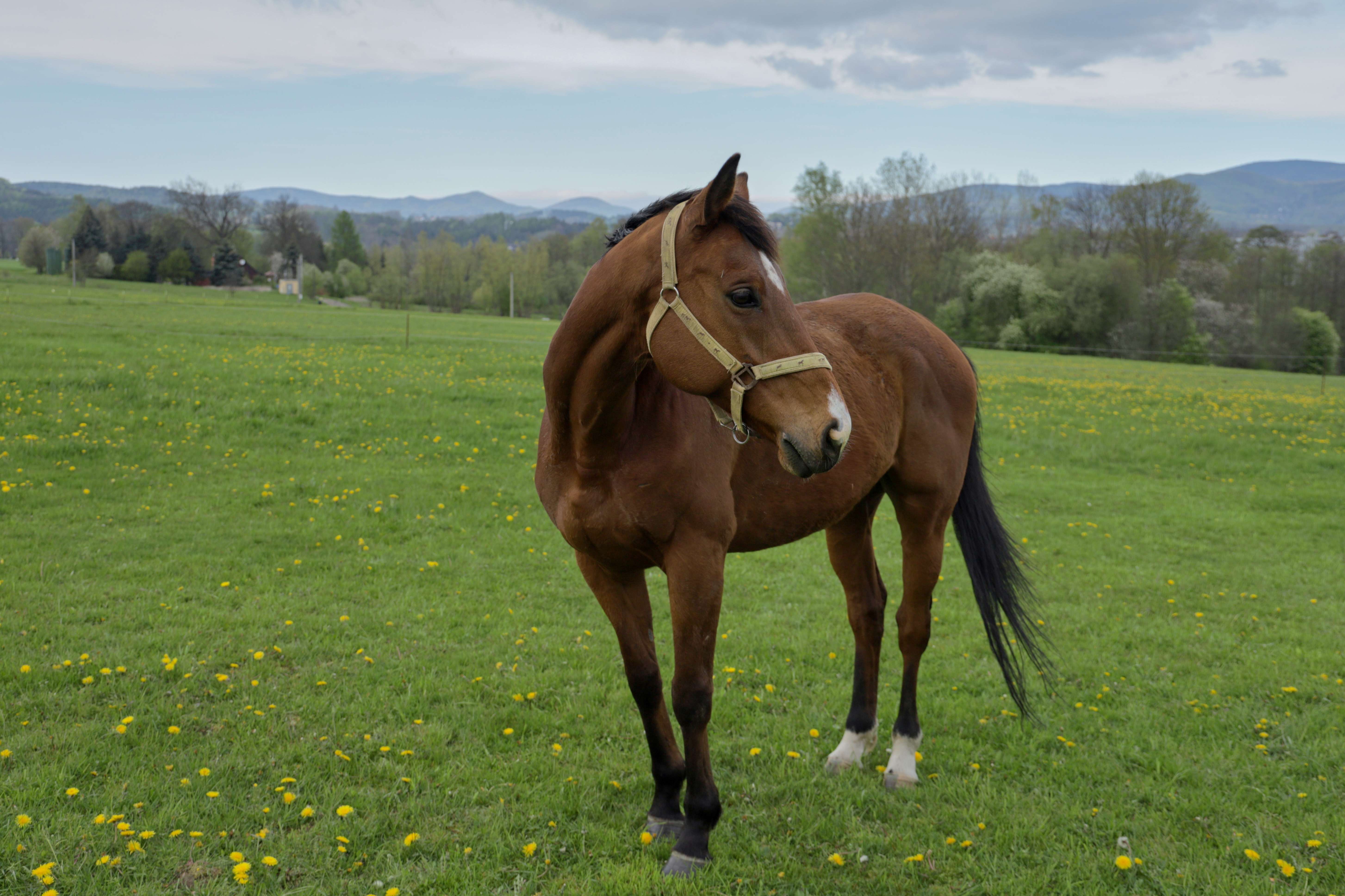 Fotografie hnědáka staženého z dostihů, má tmavou hřívu a lysinku na čele