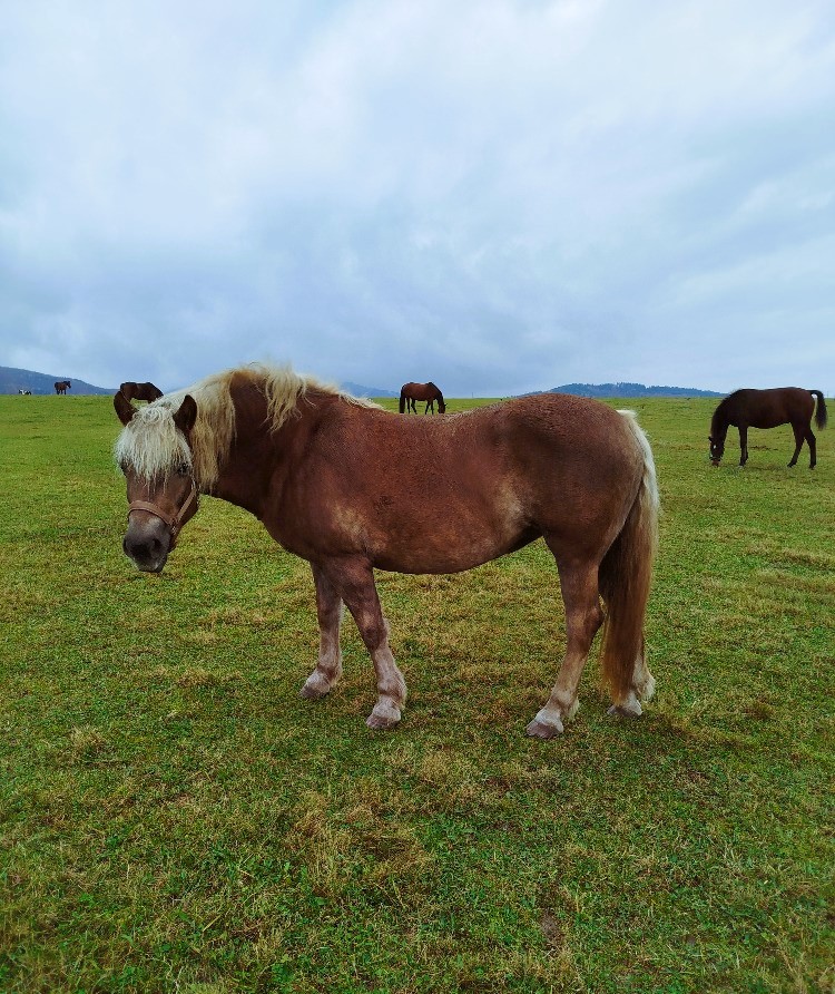 Fotografie žluté klisny haflinga na pastvě