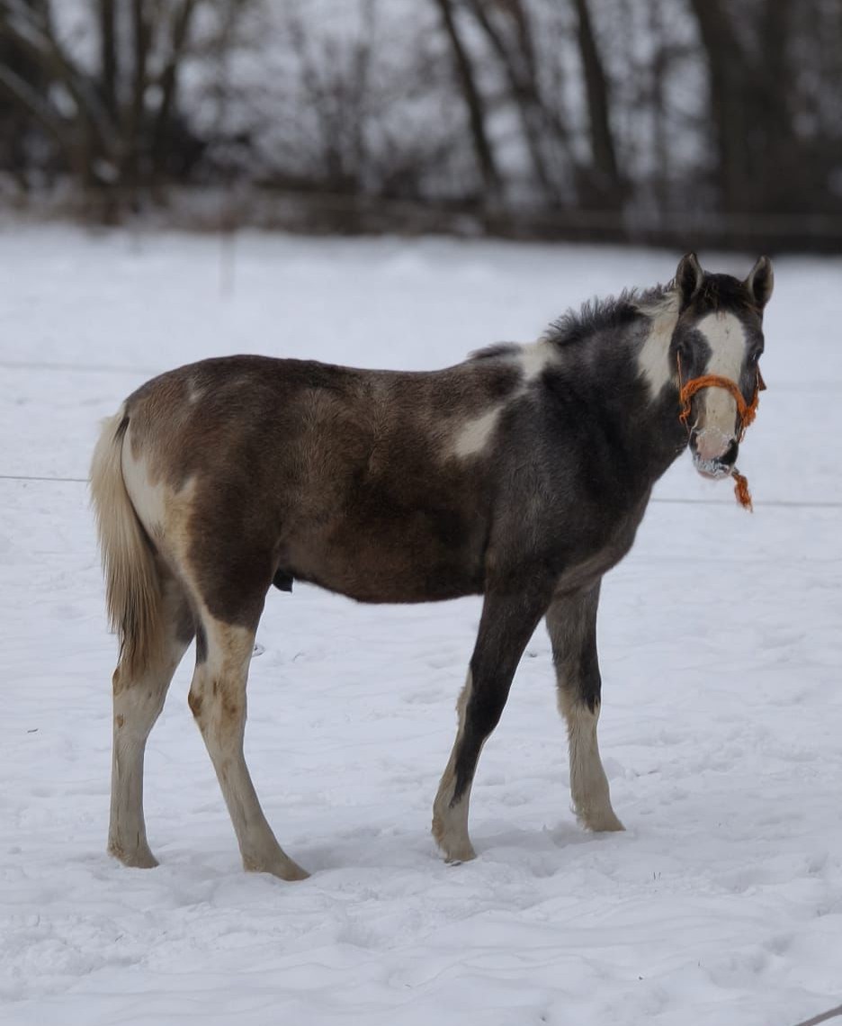 Fotografie flekatého hříběte