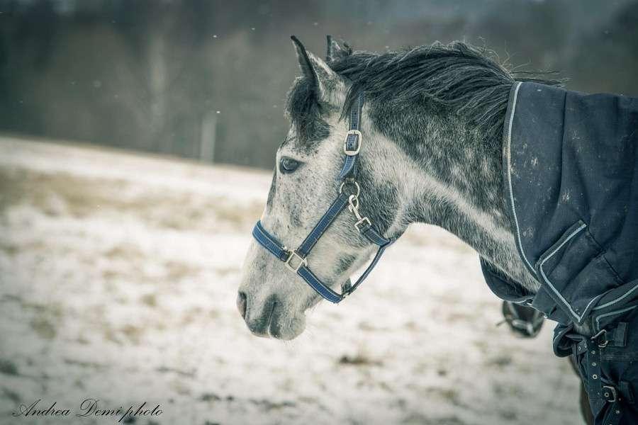 Fotografie Silver. Je to grošák s tmavší hřívou a světlou hlavou